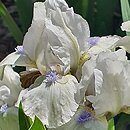 Iris hort. Westar
