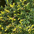 Taxus baccata Aurea Nova