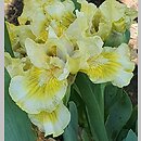 Iris hort. Rita Kinsella