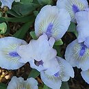 Iris hort. Irish Moss