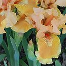 Iris hort. Advance Design