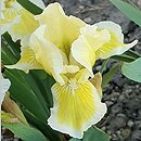Iris hort. Cream Cake