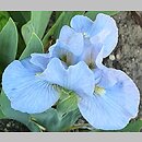 Iris hort. Clear Creek