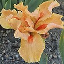 Iris hort. Desert Orange