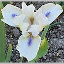 Iris hort. Crystalline Entity