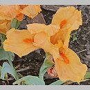 Iris hort. Torchy