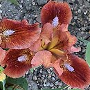 Iris hort. Trusty Rusty