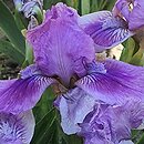 Iris hort. Little Dream