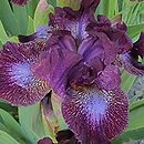 Iris hort. Hoodlum