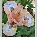 Iris hort. Bee's Knees
