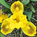 Iris hort. Shanon