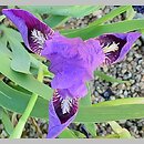 Iris hort. Lola