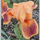 Iris hort. Pele