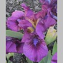 Iris hort. Raspberry Jam