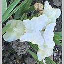 Iris hort. Schneekoppe
