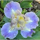 Iris hort. Troubadours Song