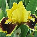 Iris hort. Combo
