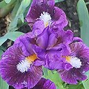 Iris hort. Investor