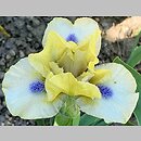 Iris hort. Experiment