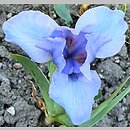 Iris hort. Fires of Fiji