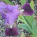 Iris hort. Pansy Top