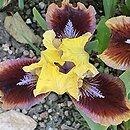 Iris hort. Being Busy