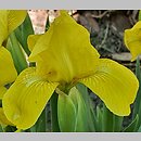 Iris hort. Aurea