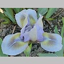 Iris hort. Just a Croc