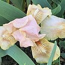 Iris hort. El Nafasa