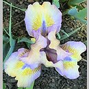 Iris hort. Sea Dancer