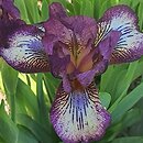 Iris hort. Forfun