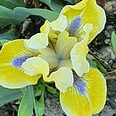 Iris hort. Leprechaun's Delight