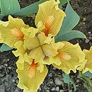 Iris hort. Tweety Bird