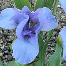 Iris hort. Rain Dance
