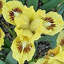 Iris hort. Amazon Princess