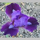 Iris hort. Fashion Bug