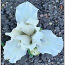 Iris hort. Favourite Angel