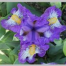 Iris hort. Rebus