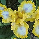 Iris hort. Easter