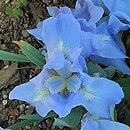Iris hort. Open Sky