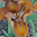 Iris hort. Bit of Choccolate