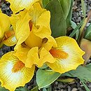 Iris hort. Gaily Forward