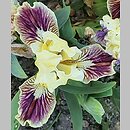 Iris hort. Well Suited