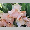 Iris hort. Hazels Pink