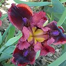 Iris hort. Snugglebug