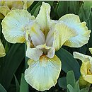 Iris hort. Bleached Blonde