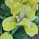 Iris hort. Stockholm