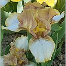 Iris hort. Hee Haw