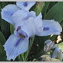 Iris hort. Bedford Lilac