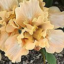 Iris hort. Ballet Lesson